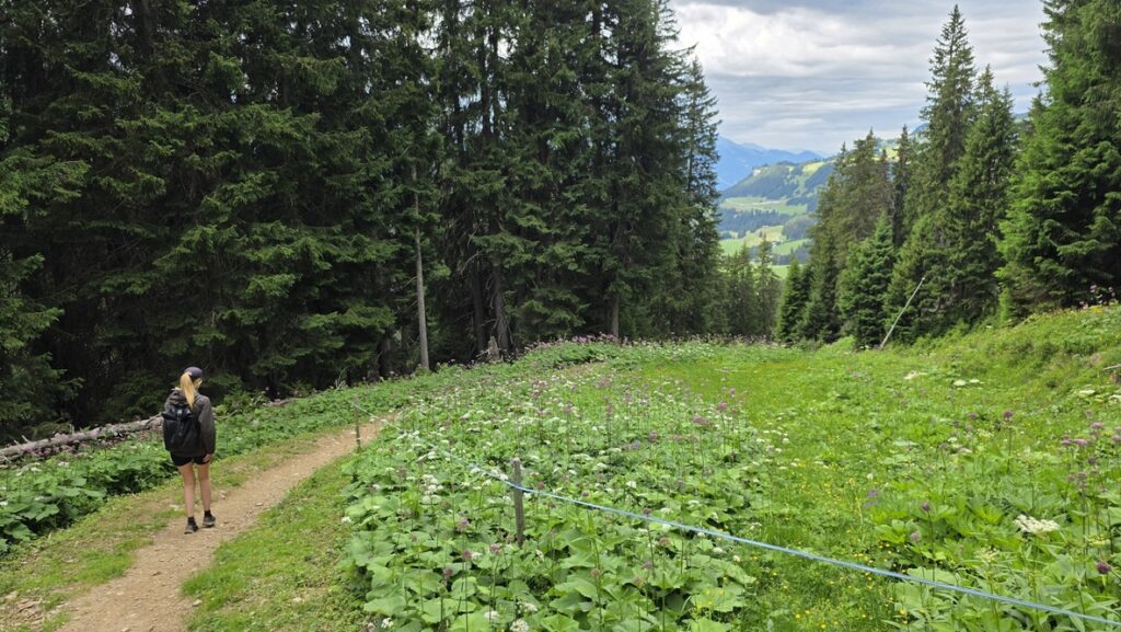 Allein reisende Frau beim Abstieg vom Rothorn zur Talstation beim Wandern in Lenzerheide